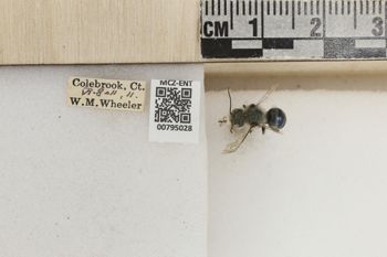 Media type: image;   Entomology 795028 Aspect: Labels
